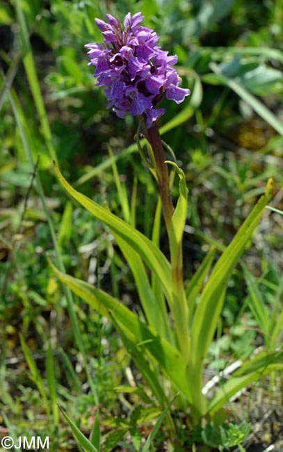 Dactylorhiza praetermissa