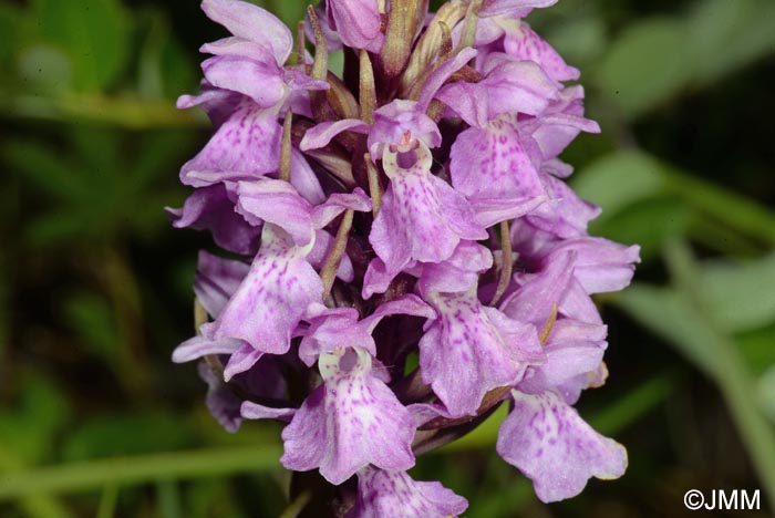 Dactylorhiza praetermissa