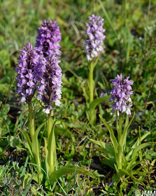 Dactylorhiza praetermissa