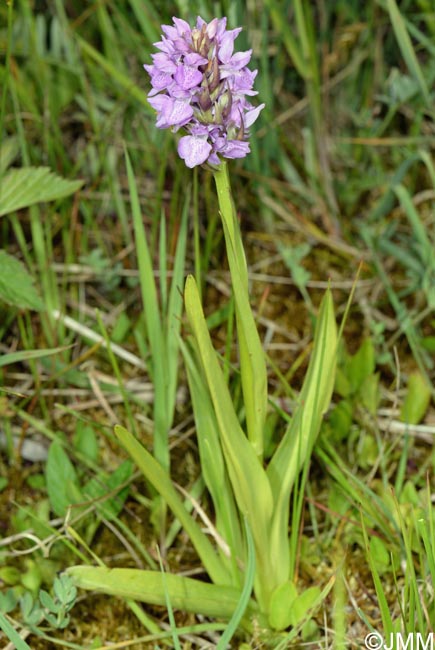 Dactylorhiza praetermissa