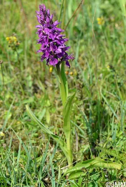 Dactylorhiza praetermissa subsp. integrata var. integrata