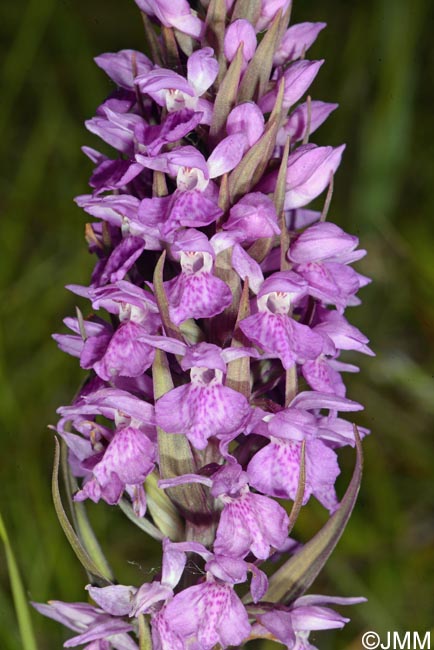 Dactylorhiza praetermissa subsp. integrata var. integrata