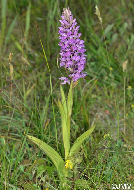 Dactylorhiza praetermissa subsp. integrata