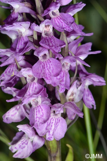 Dactylorhiza praetermissa subsp. integrata