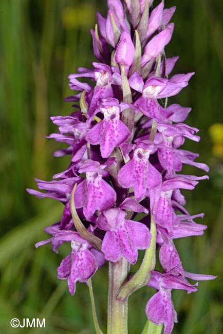 Dactylorhiza praetermissa subsp. integrata var. integrata