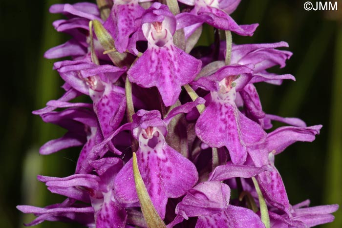 Dactylorhiza praetermissa subsp. integrata