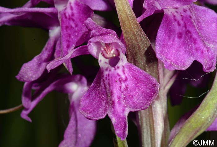 Dactylorhiza praetermissa subsp. integrata var. integrata