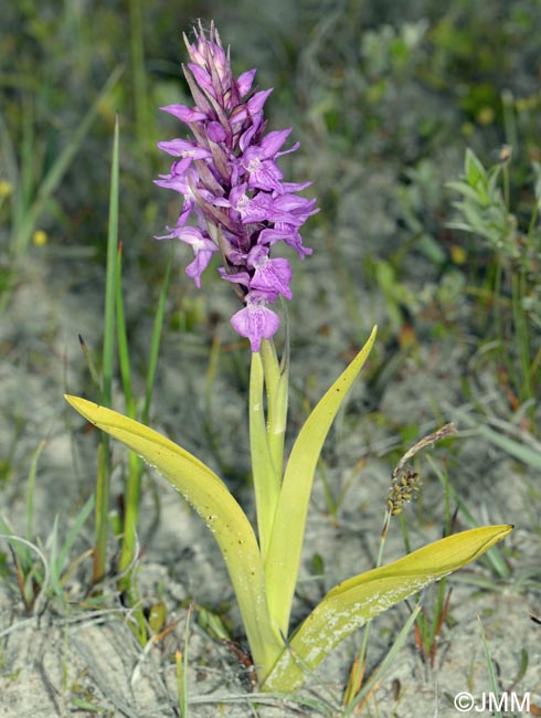 Dactylorhiza praetermissa subsp. integrata