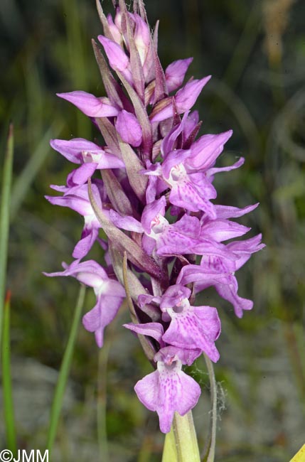 Dactylorhiza praetermissa subsp. integrata var. integrata