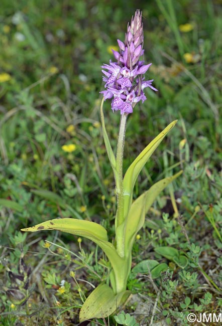 Dactylorhiza praetermissa subsp. integrata var. integrata