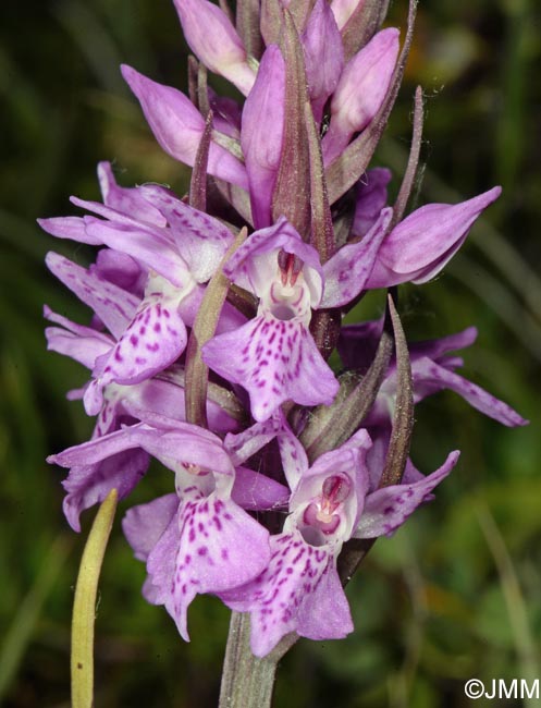 Dactylorhiza praetermissa subsp. integrata var. integrata