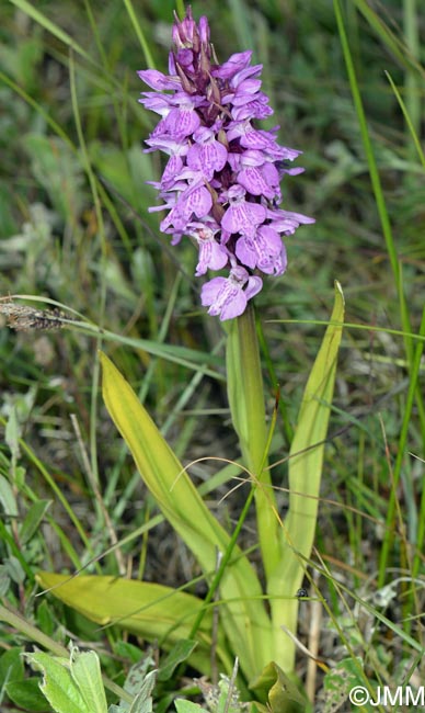 Dactylorhiza praetermissa subsp. integrata var. integrata