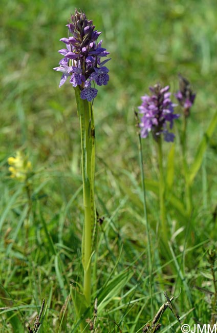 Dactylorhiza praetermissa var. junialis