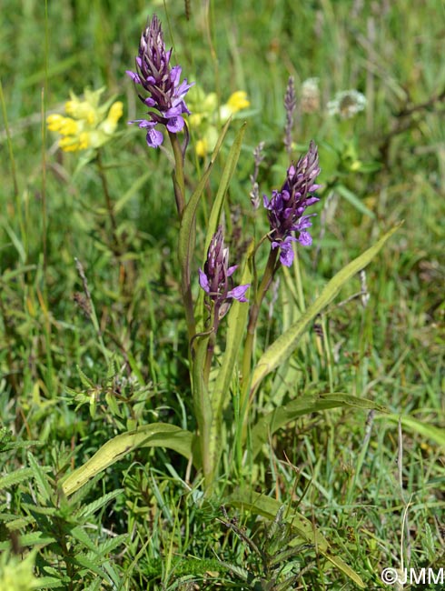 Dactylorhiza praetermissa var. junialis