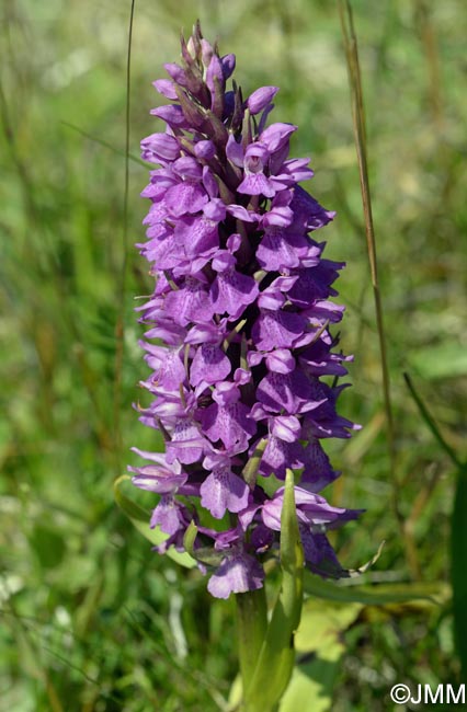 Dactylorhiza praetermissa var. junialis