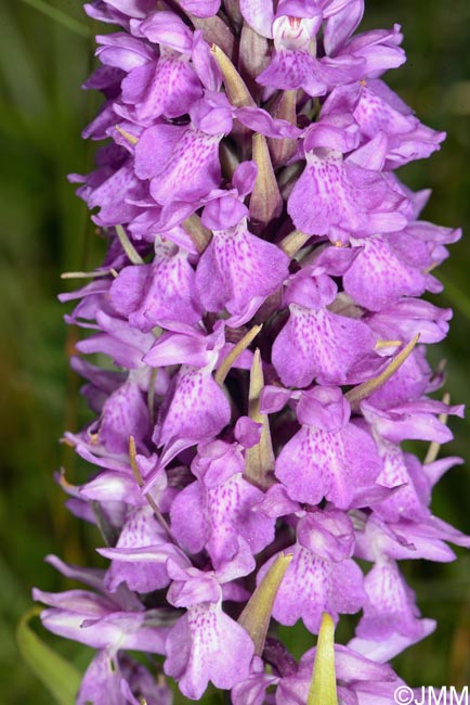 Dactylorhiza praetermissa var. junialis