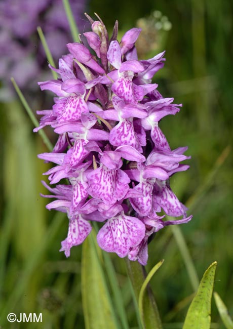 Dactylorhiza praetermissa var. junialis