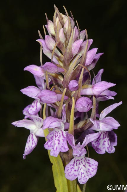 Dactylorhiza praetermissa var. junialis