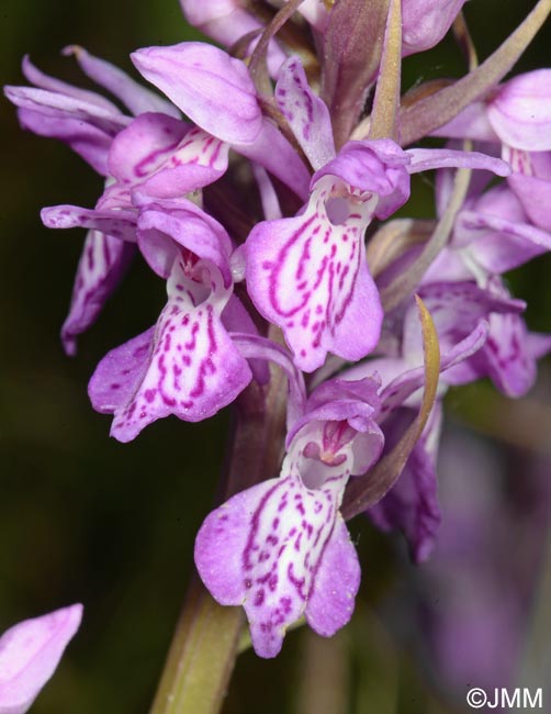 Dactylorhiza praetermissa var. junialis