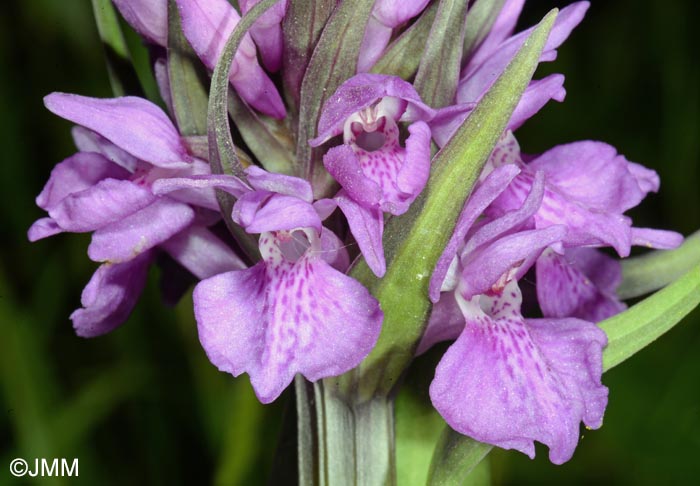 Dactylorhiza vadorum