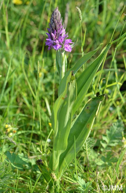 Dactylorhiza vadorum