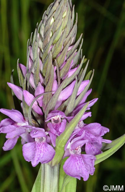 Dactylorhiza vadorum