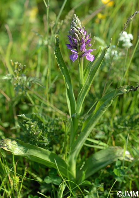 Dactylorhiza vadorum