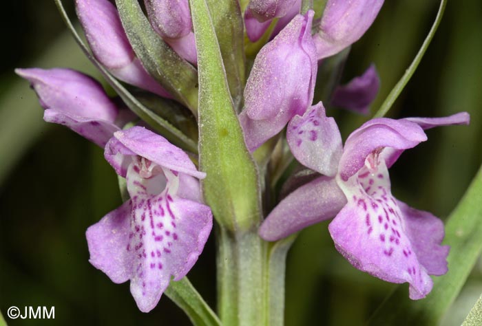 Dactylorhiza vadorum