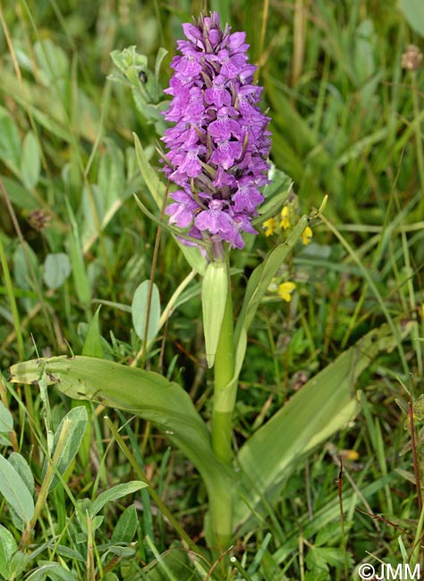 Dactylorhiza vadorum