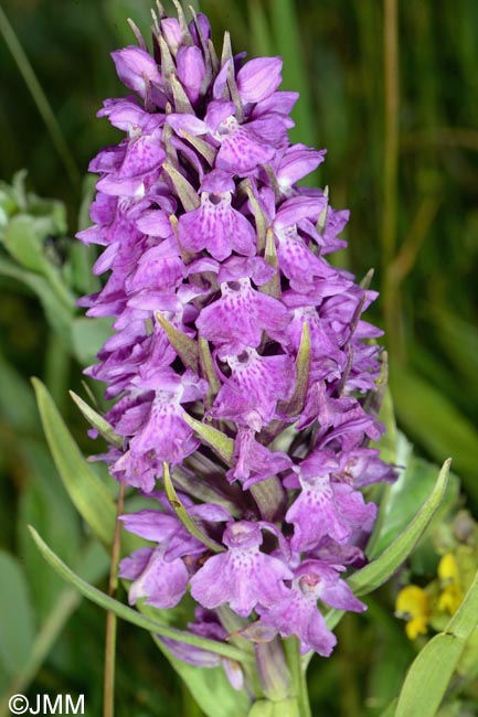 Dactylorhiza vadorum