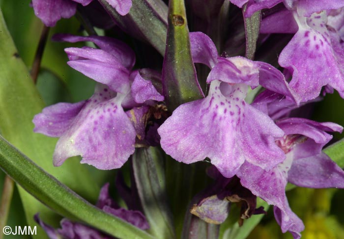 Dactylorhiza vadorum