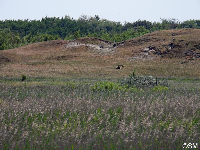 Biotope de Dactylorhiza vadorum