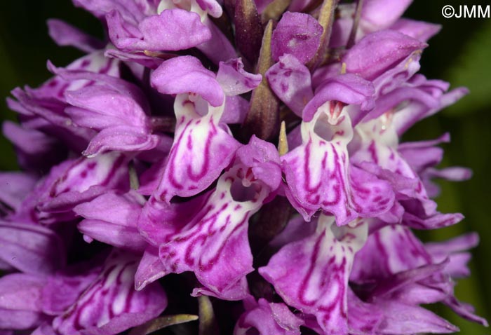 Dactylorhiza vadorum var. picturata