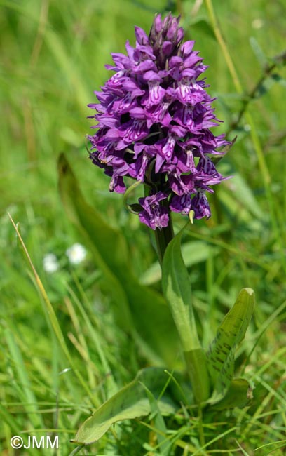 Dactylorhiza vadorum var. picturata