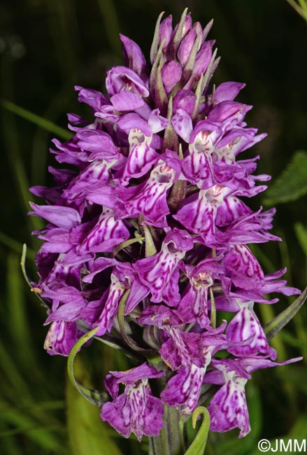 Dactylorhiza vadorum var. picturata