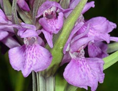 Dactylorhiza vadorum