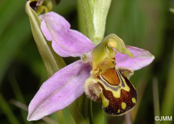 Ophrys apifera