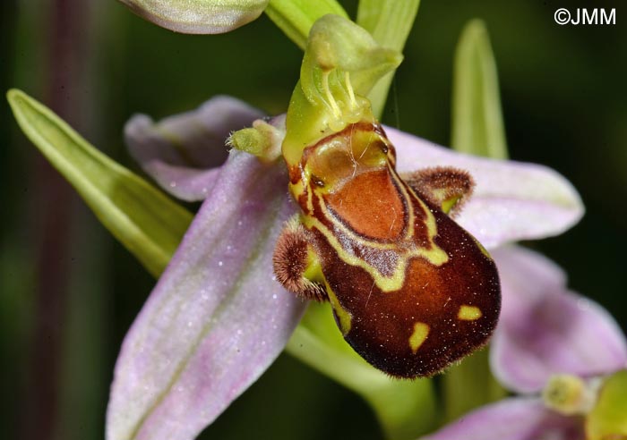 Ophrys apifera