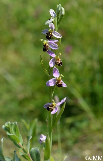 Ophrys apifera