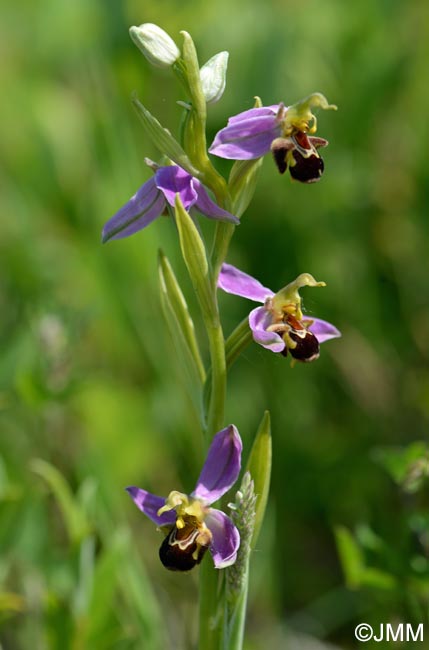 Ophrys apifera