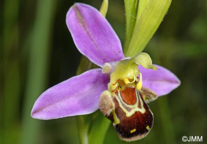 Ophrys apifera