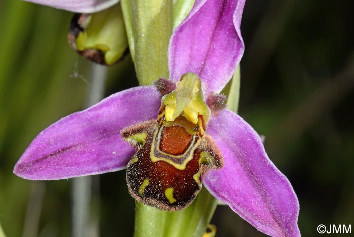 Ophrys apifera