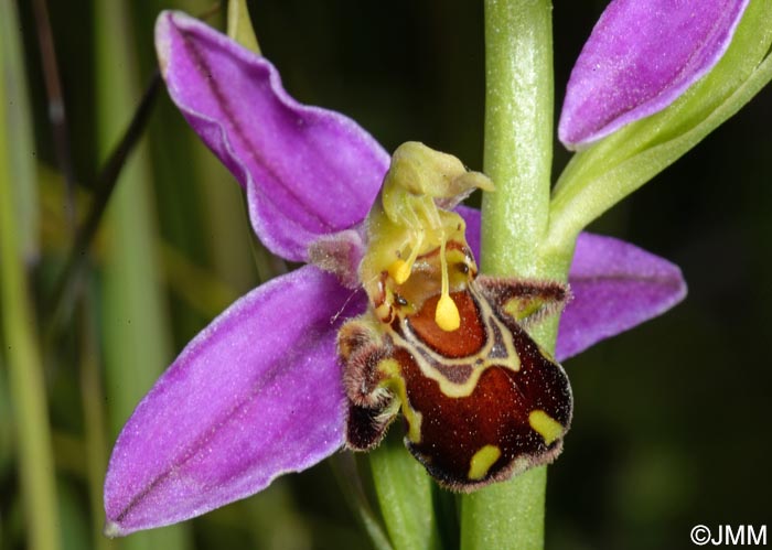 Ophrys apifera