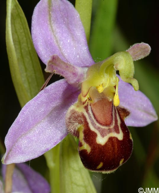 Ophrys apifera f. aurita