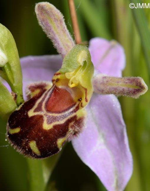 Ophrys apifera f. aurita