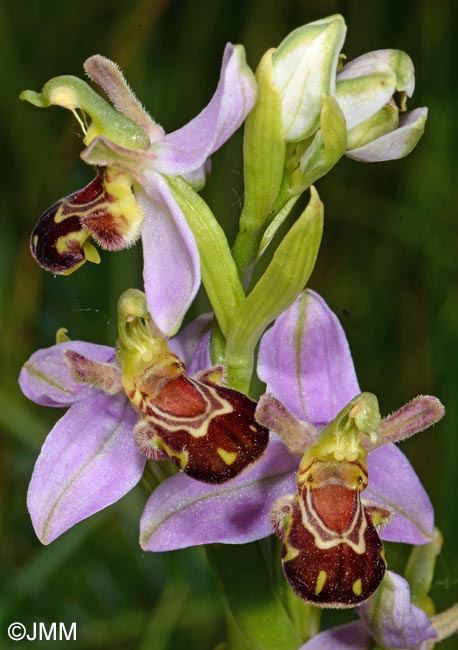 Ophrys apifera f. aurita