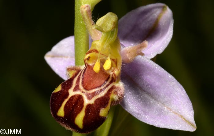 Ophrys apifera f. aurita