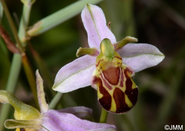 Ophrys apifera f. aurita