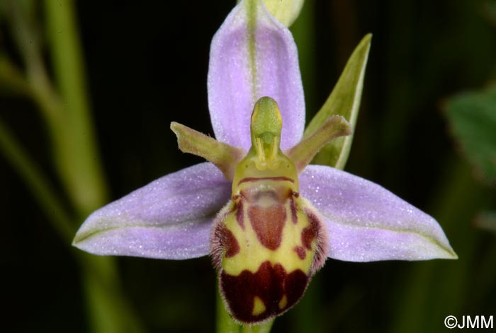 Ophrys apifera f. belgarum