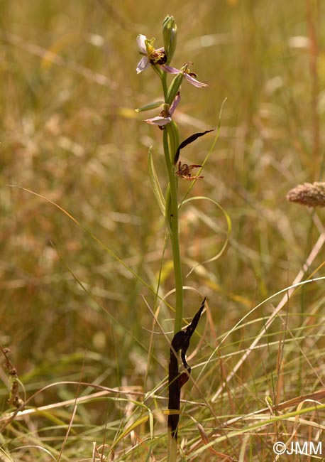 Ophrys apifera f. belgarum